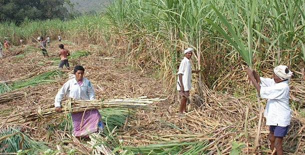 sugercane cuttres