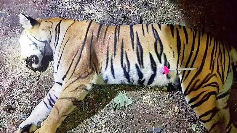 high court asked about t-1 tigress death to maharashtra government nagpur news