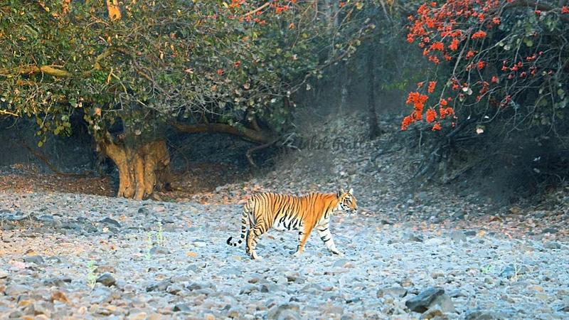 बोर : जैवविविधतेचं जंगल