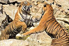 tiger fighting