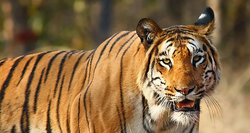 tiger