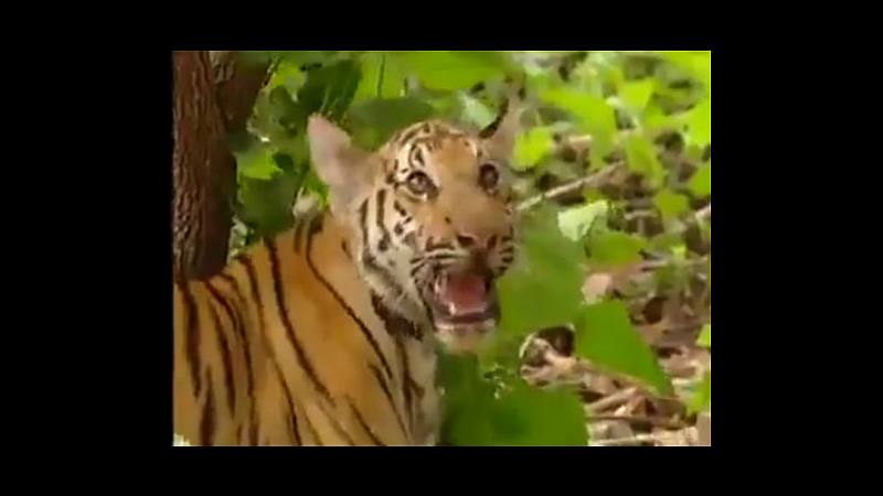 monkey slept tiger old video goes viral susanta nanda ifs twitted video