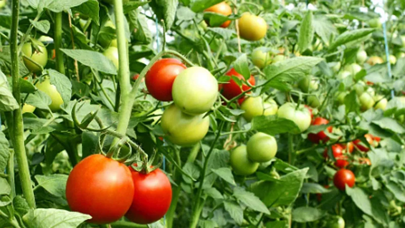 tomato