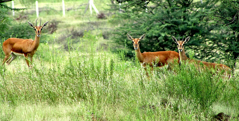 wild life