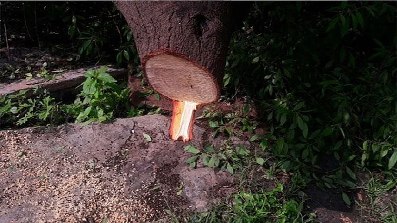 wood.jpg