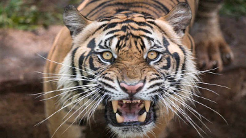 Farmer killed in tiger attack in Chandrapur district