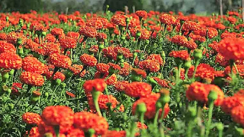 lockdown period 6 women self help group planted 600 marigolds in their backyards in konkan