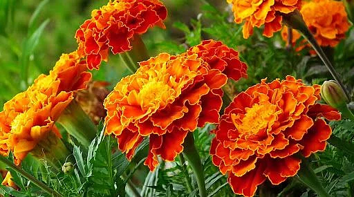 Corona reduced marigold cultivation