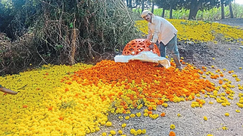 Time To Throw Away The Marigold Flowers Kolhapur Marathi News