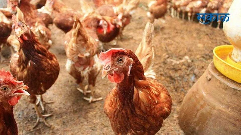 Jalna Latest News Chickens Died}