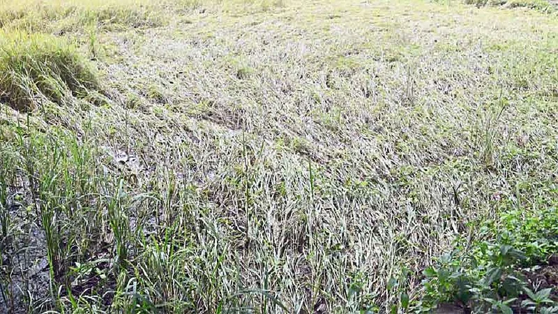 cyclone and heavy rain causes 3336 hectare land damaged in kolhapur this year various crops also damaged
