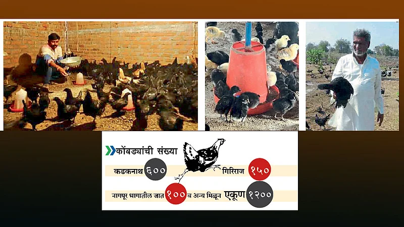 ग्राहकांची मागणी अोळखून कडकनाथ, गिरिराज कोंबडीपालन