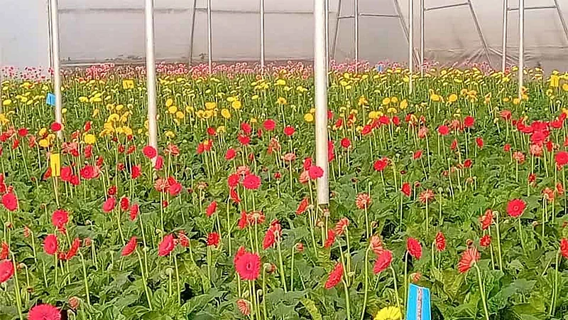 डोंगरकपारीत तरुणाने फुलविली फूलशेती