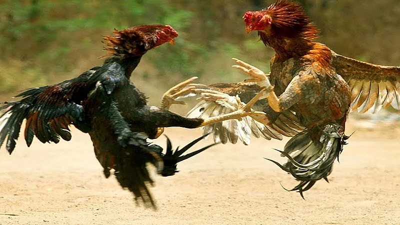 Police raid on hen fight market
