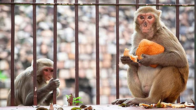 माकडांच्या उच्छादाने भाविक हैराण; पाली गावातील नागरिकही जखमी