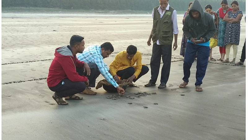 Olive Ridley Sea Turtle Festival In Kelashi Ratnagiri Marathi News