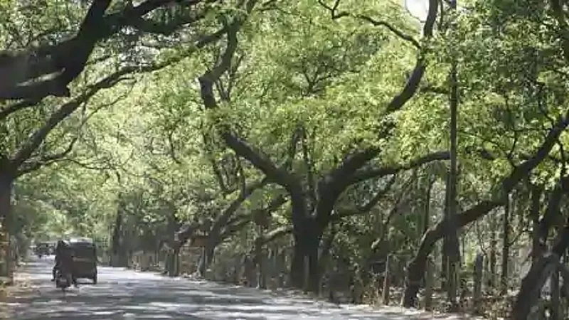 मुंबईत पालिकेकडून आणखी 990 वृक्षांची कत्तल; वृक्षप्राधिकरणाची लवकरच बैठक
