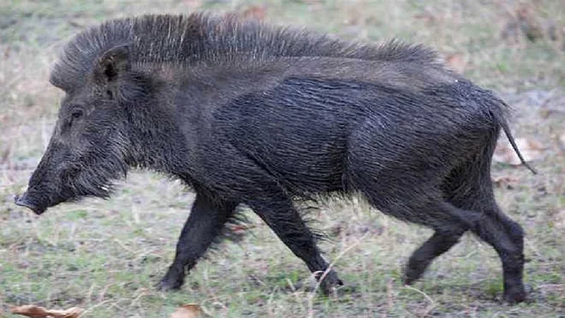 Wild Animals continuously attacking farmers farm