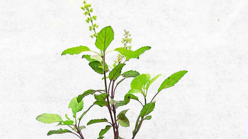 Tulsi Health Benefits