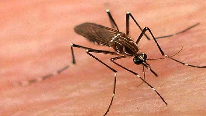 2dengue_storysize_660_112913041005