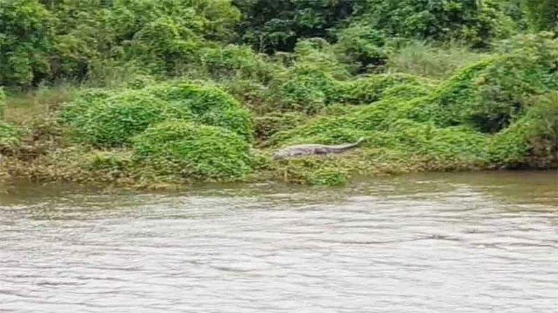 मणेरी नदीकिनारी वाढला मगरींचा संचार