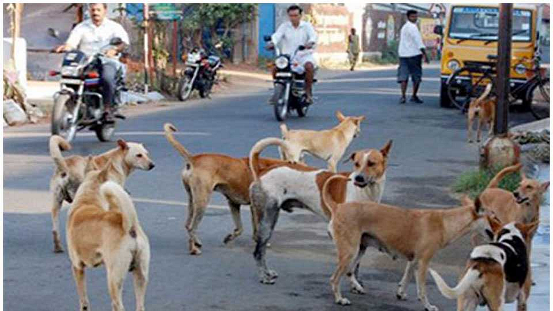 Stray dogs