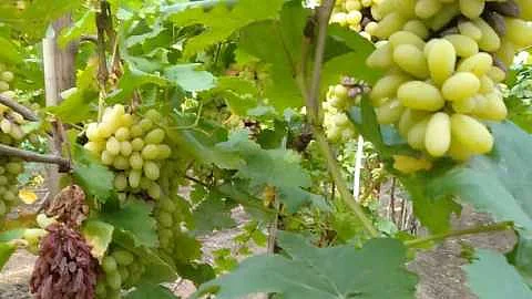 Grape growers struggle to keep grapes alive