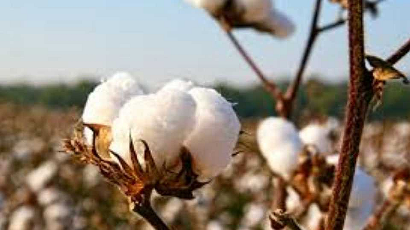 kharip Sowing