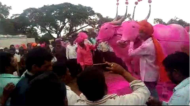 अबब ! संकेश्वर बाजारात बैलजोडीची किंमत चक्क सात लाखांवर