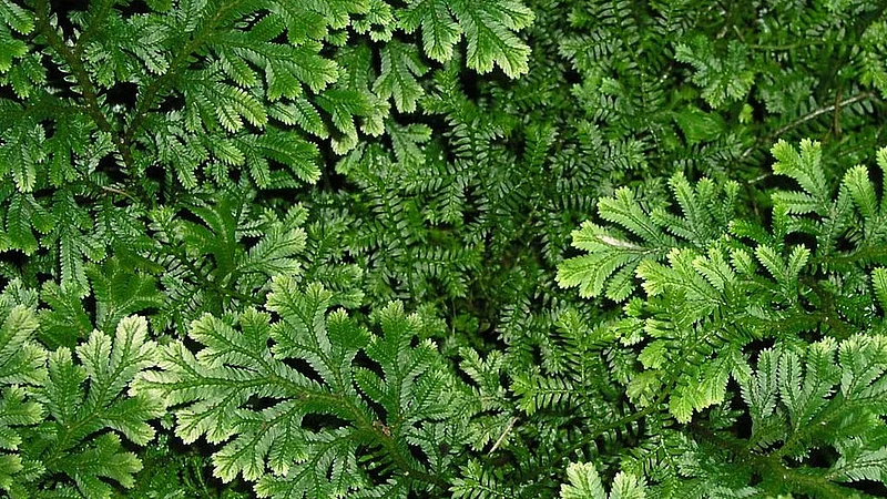 Selaginella Bryopteris Is Sanjeevani Buti Of Ramayana