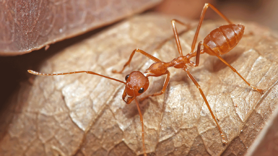 ant