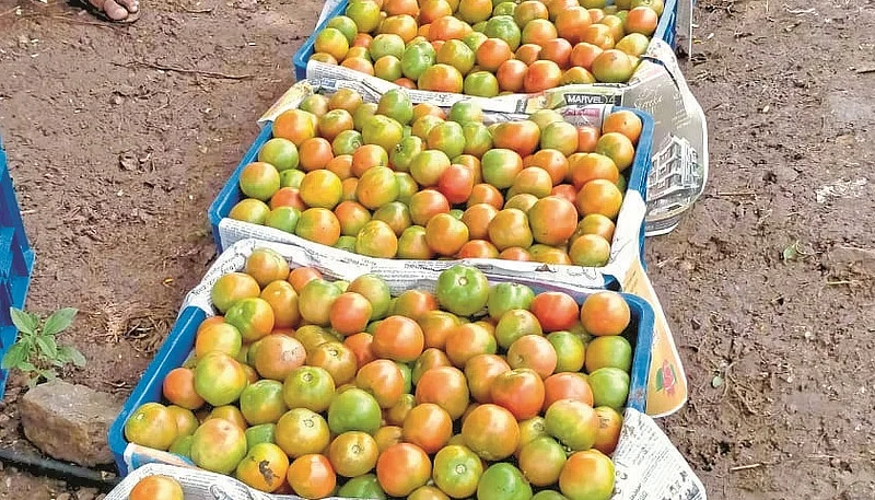 Aurangabad's Tomatoes