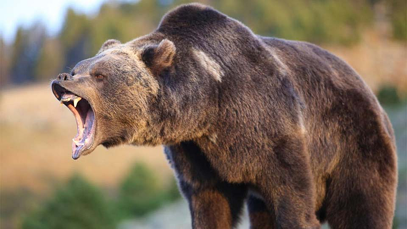 Bears attack on women who go to collect tendu leaves gadchiroli