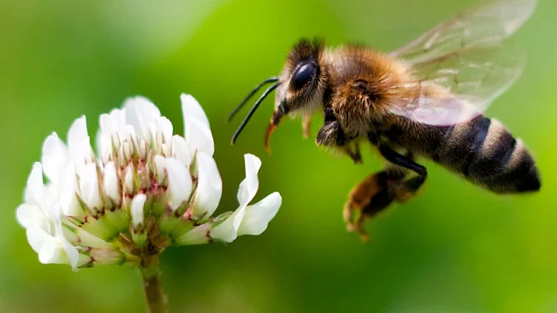 Bee