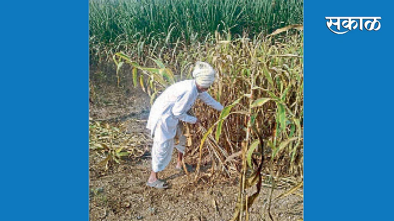 गुनाट (ता. शिरूर) : भाऊसाहेब भगत ज्वारी काढताना.