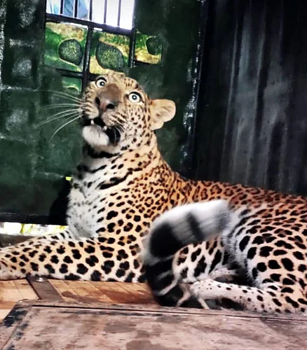Order to kill leopard in Solapur and Nagar districts