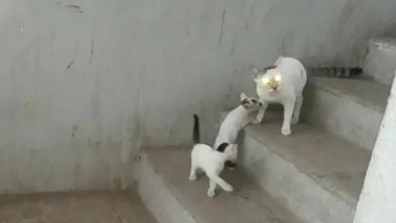 Cats