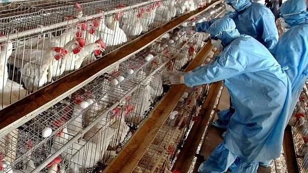 Chicken_Coronavirus