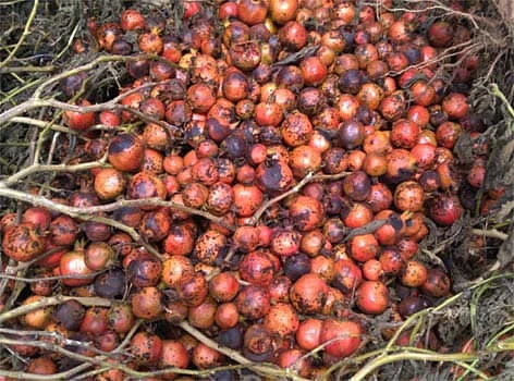 Pomegranate growers in Shrirampur taluka are facing difficulties due to climate change