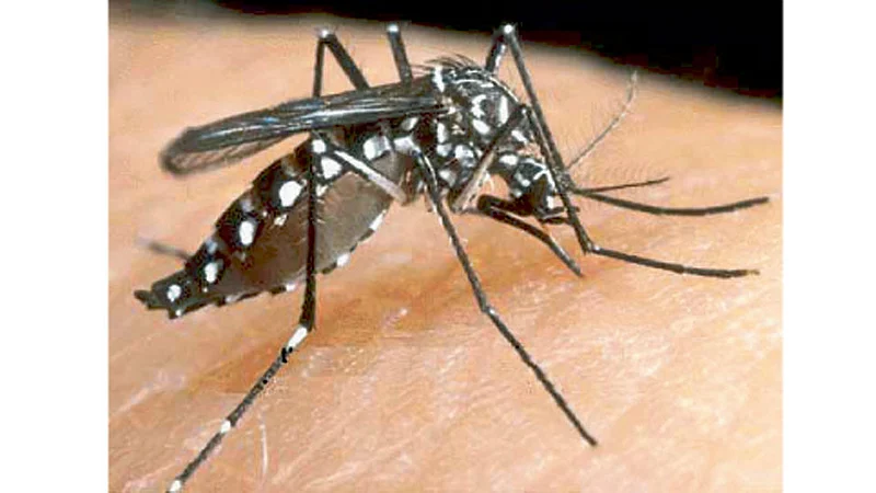 Dengue