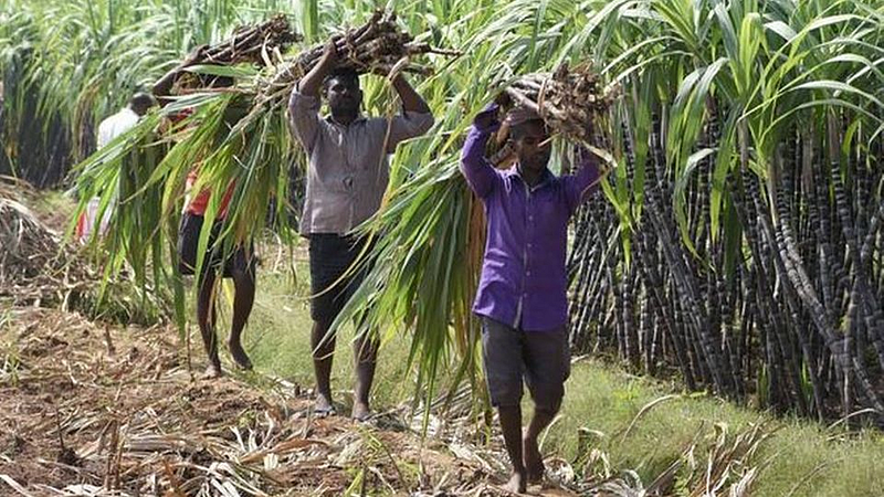Sugarcane_Farmer