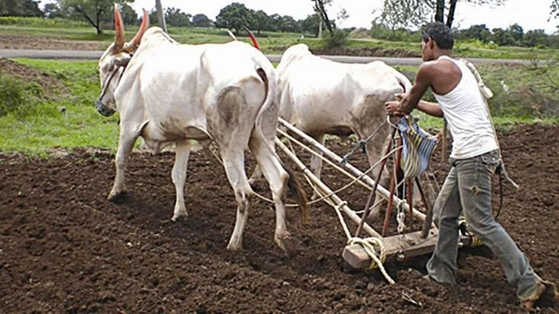Farmer-Kharip-Crop