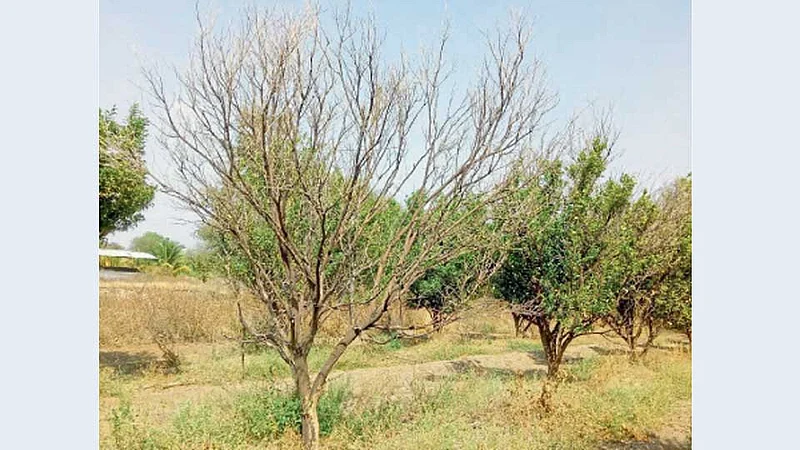 हिवरखेड, जि. बुलडाणा - दादाराव हटकर यांचा ४५ एकर संत्रा आहे. परंतु, पाण्याअभावी झाडे सुकत असल्याने त्यांची चिंता वाढली आहे.