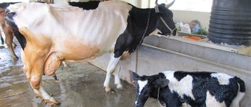 Farmers will get interest free Rs 3 lakh for buying cows