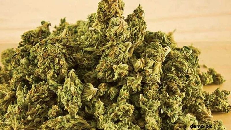 Sangamner taluka police seized 10 lakh cannabis and arrested three persons