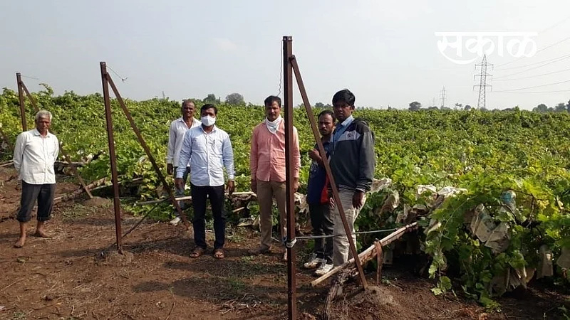 Heavy rains damaged vineyards Nashik Marathi News