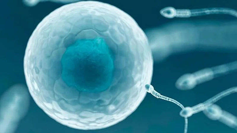 IVF