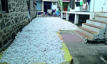 cotton