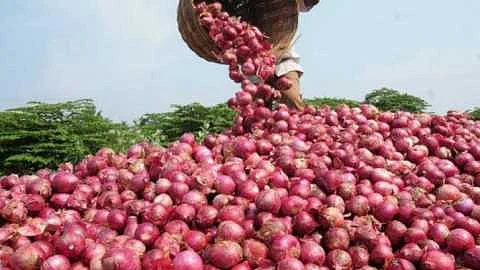 Due to heavy rainfall in Parner taluka onion cultivation by farmers