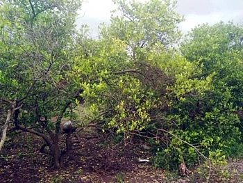 Large losses to lemon growers due to heavy rains